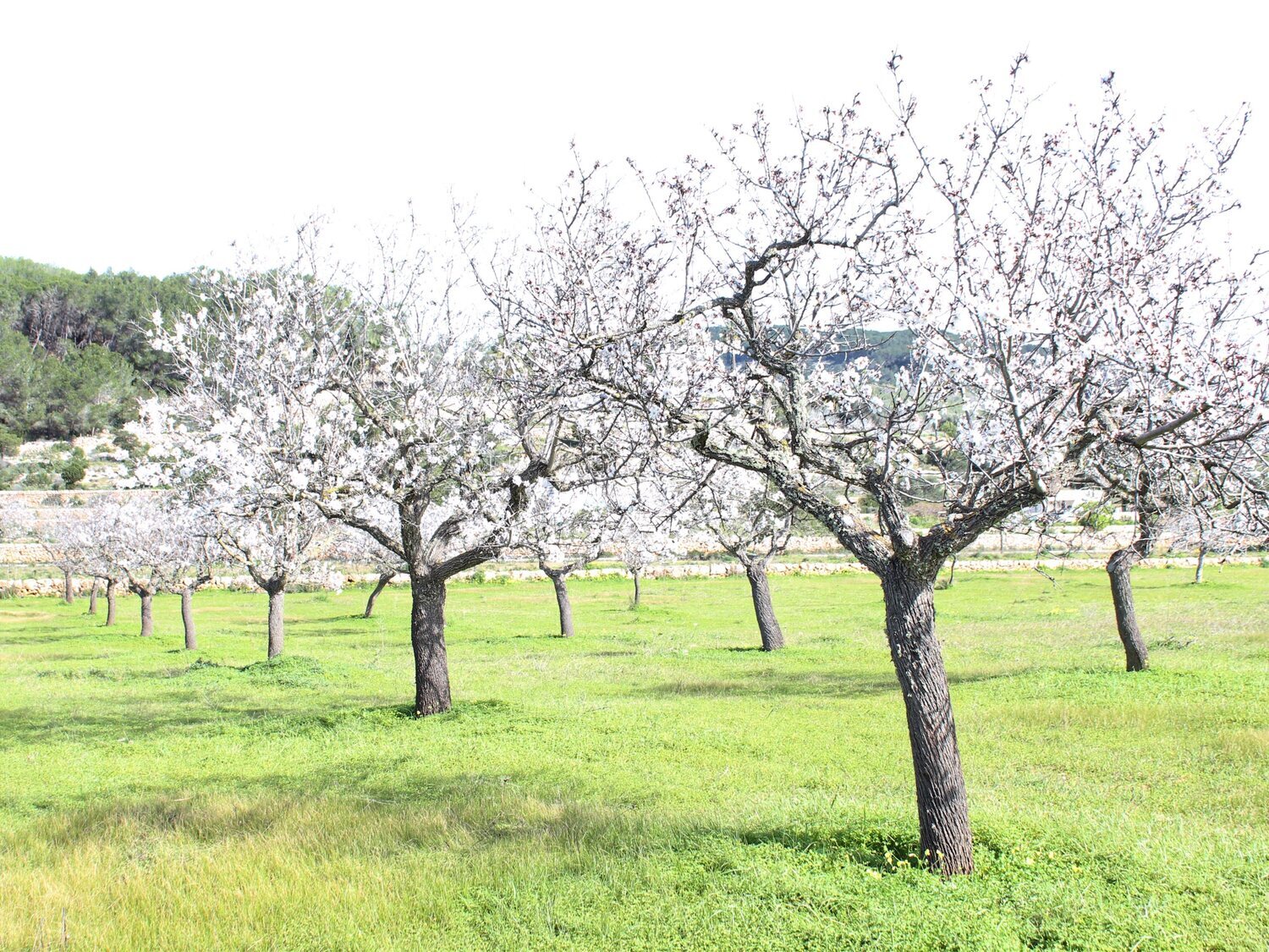 10 zonas de España para disfrutar de los almendros en flor