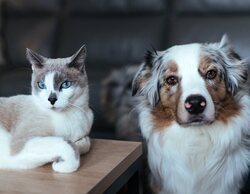 Día de San Antón, patrón de los animales: origen y cómo celebrarlo