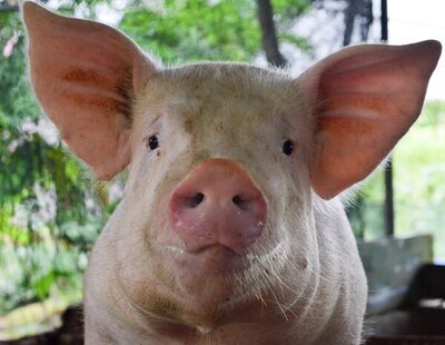 Un cerdo se rebela en un matadero y mata al granjero que iba a sacrificarlo en Hong Kong