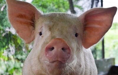 Un cerdo se rebela en un matadero y mata al granjero que iba a sacrificarlo en Hong Kong