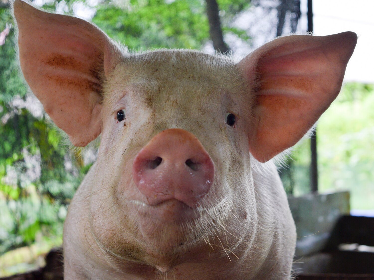 Un cerdo se rebela en un matadero y mata al granjero que iba a sacrificarlo en Hong Kong