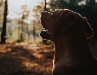 Muere un cazador por accidente después de que su perro presionara el gatillo de su escopeta