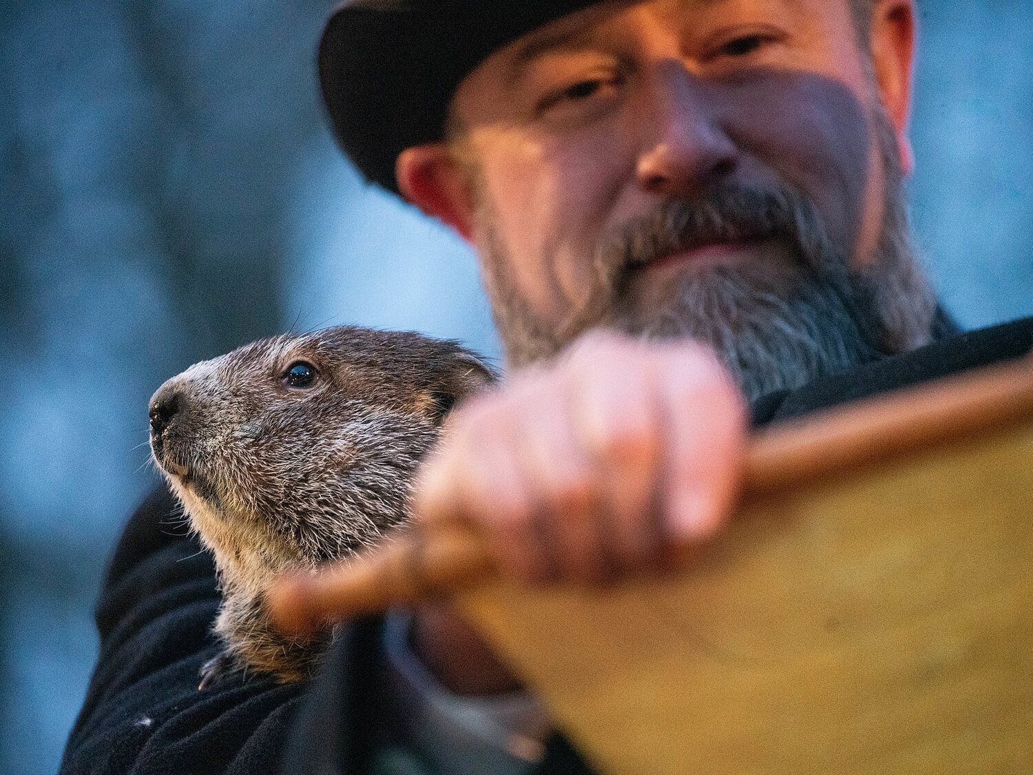 Día de la Marmota: ¿Cómo se predice la duración del invierno en Estados Unidos?