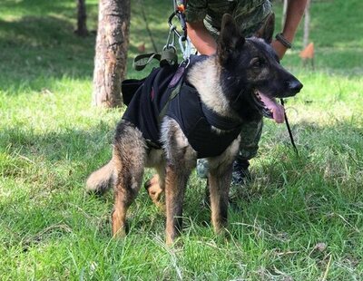 Muere Proteo, el perro del Ejército mexicano que ayudó a rescatar a dos supervivientes del terremoto en Turquía