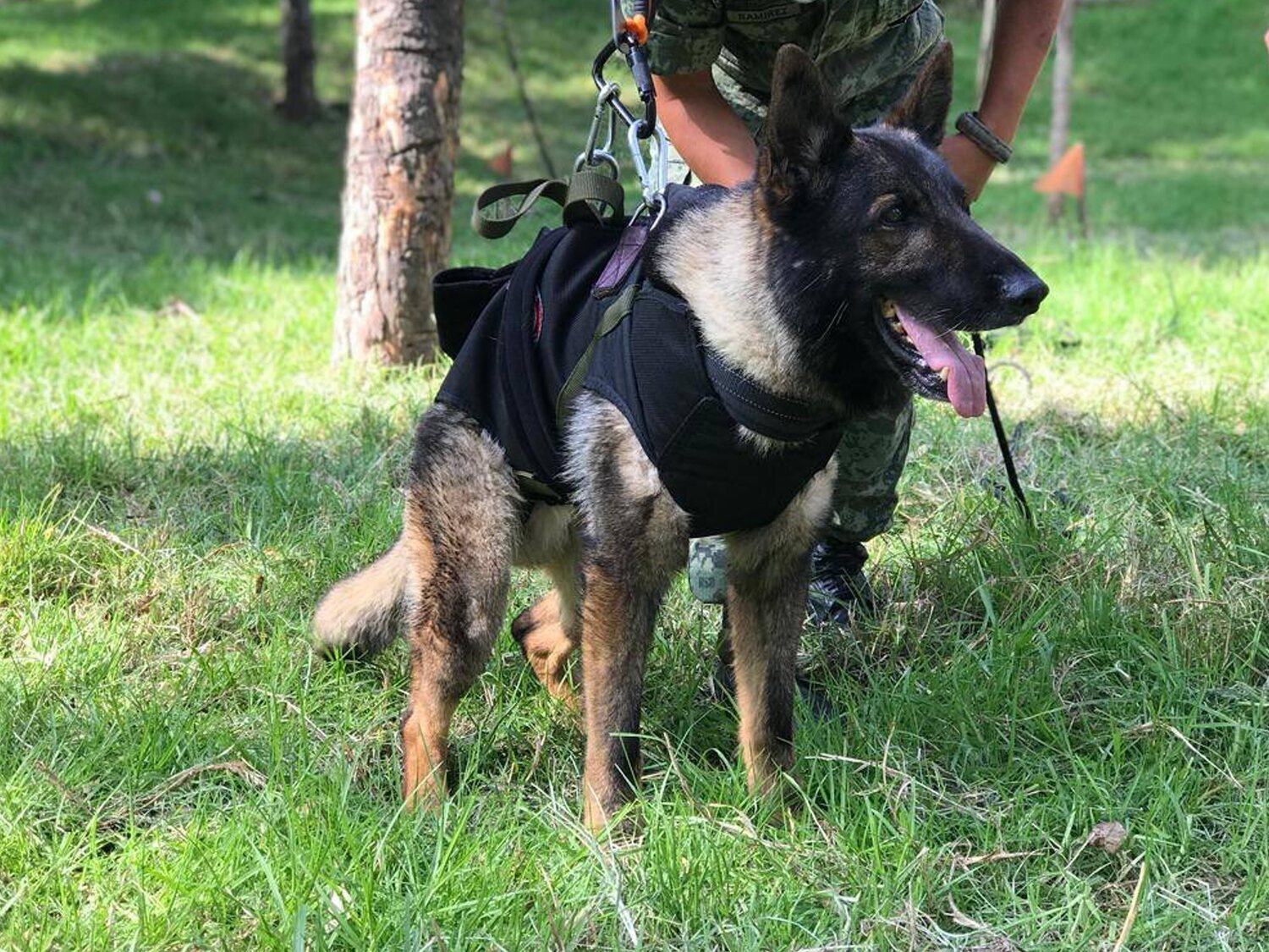 Muere Proteo, el perro del Ejército mexicano que ayudó a rescatar a dos supervivientes del terremoto en Turquía