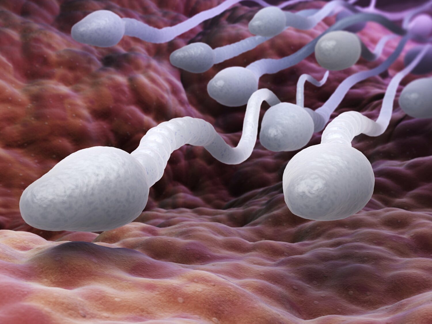 Un anticonceptivo masculino probado en ratones da resultados esperanzadores