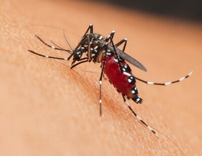 Se detectan casos de dengue autóctono en Ibiza