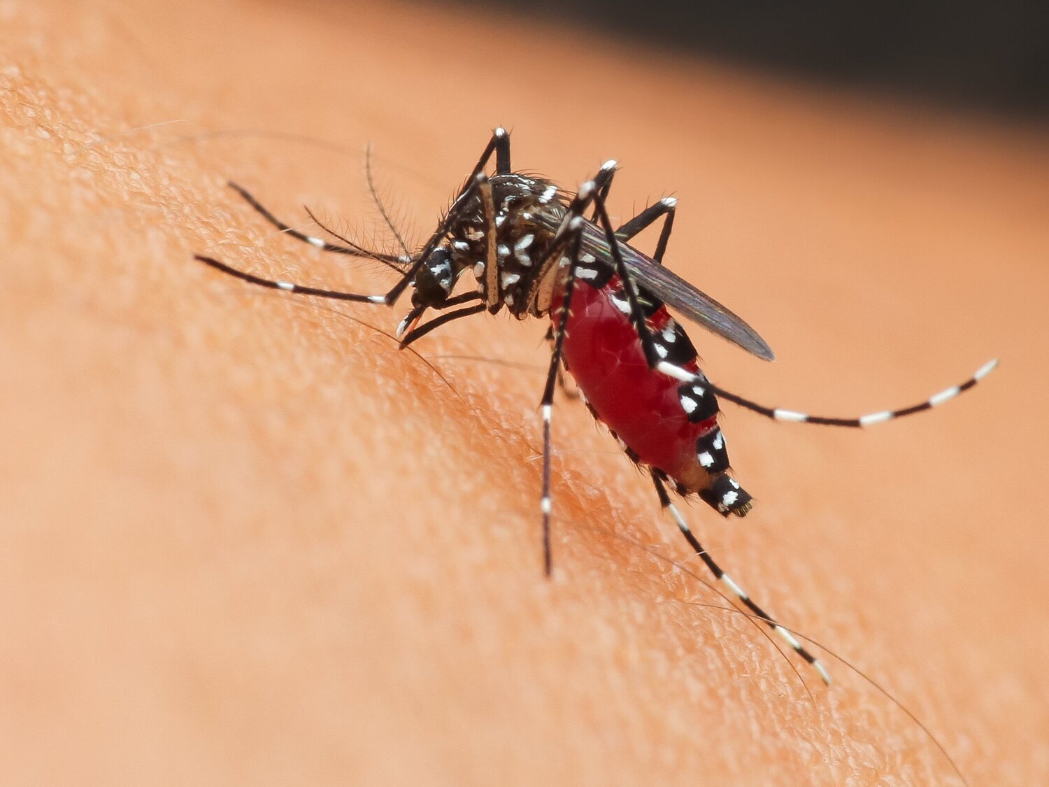 Se detectan casos de dengue autóctono en Ibiza