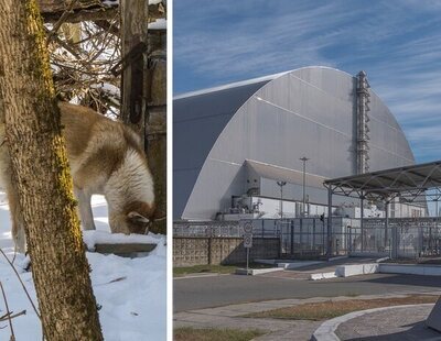 Un estudio afirma que los perros callejeros de Chernóbil son genéticamente diferentes al resto