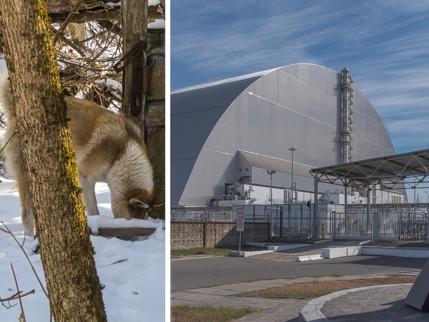 Un estudio afirma que los perros callejeros de Chernóbil son genéticamente diferentes al resto