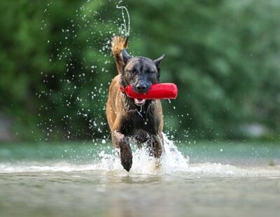 Esta es la raza de perro más inteligente del mundo, según los científicos