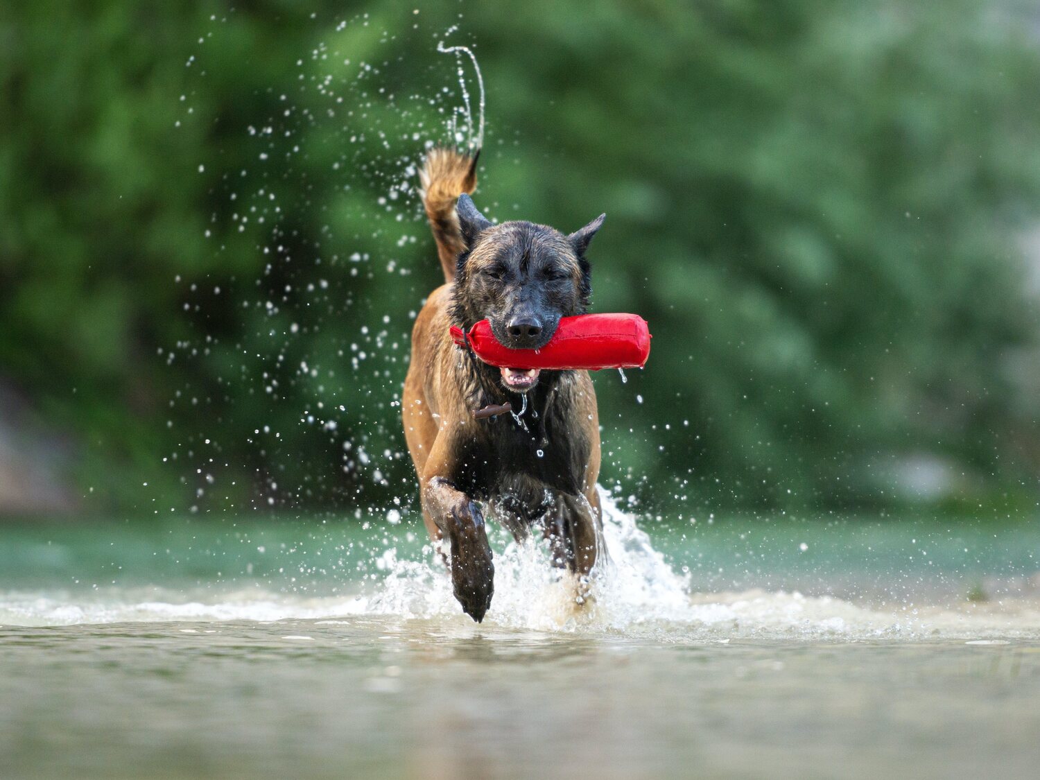 Esta es la raza de perro más inteligente del mundo, según los científicos