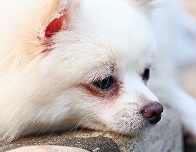 Detenido un hombre en Jerez que mató a patadas al perro de una niña de 12 años por tropezarse con él