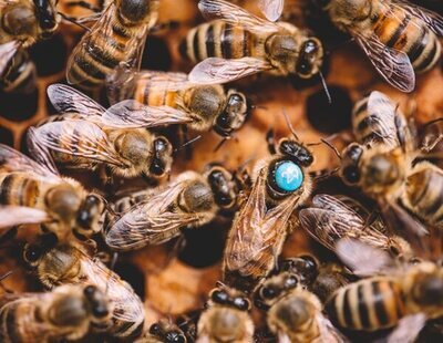 Muere un hombre de 71 años por picaduras de abejas 'africanizadas asesinas' en Honduras