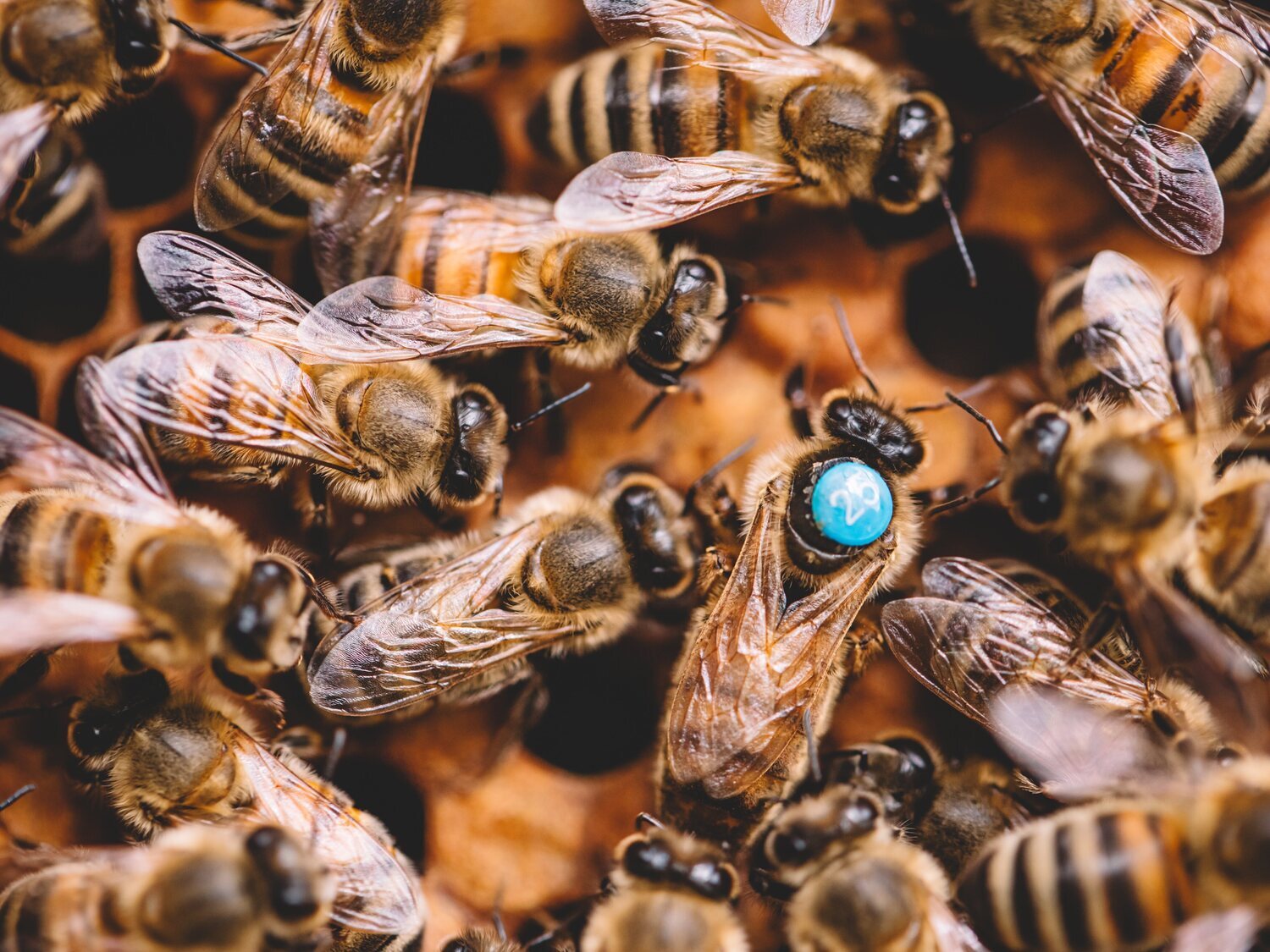 Muere un hombre de 71 años por picaduras de abejas 'africanizadas asesinas' en Honduras