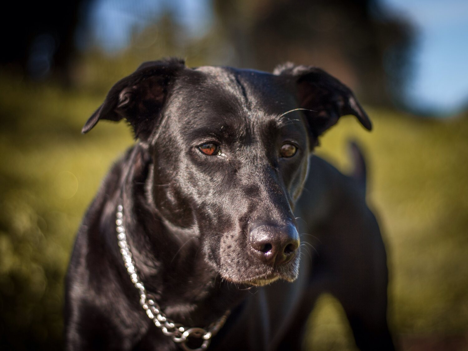 Condenado a nueve meses de prisión por ahorcar a su perro en Jódar (Jaén)