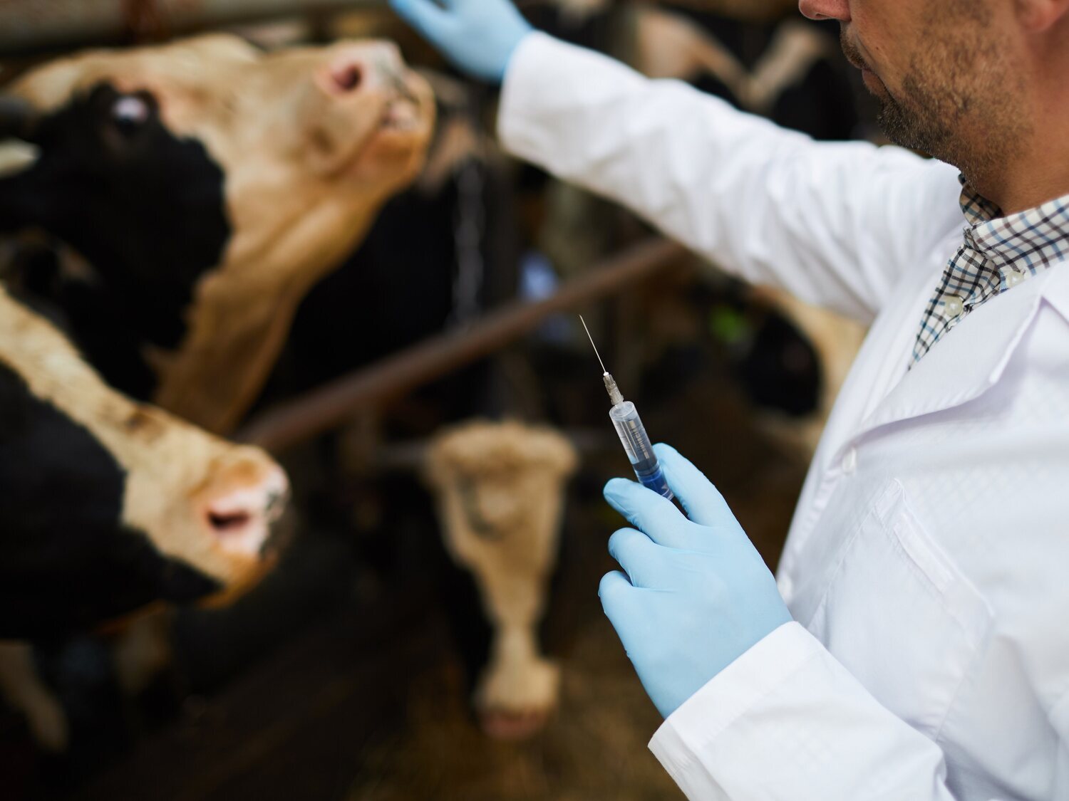 Condenado un ganadero por inocular una bacteria a sus vacas para cobrar una indemnización por su sacrificio