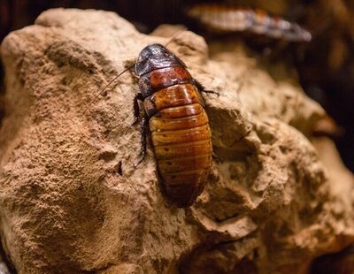 Acude al hospital con fuertes dolores y encuentran una cucaracha muerta en su vagina