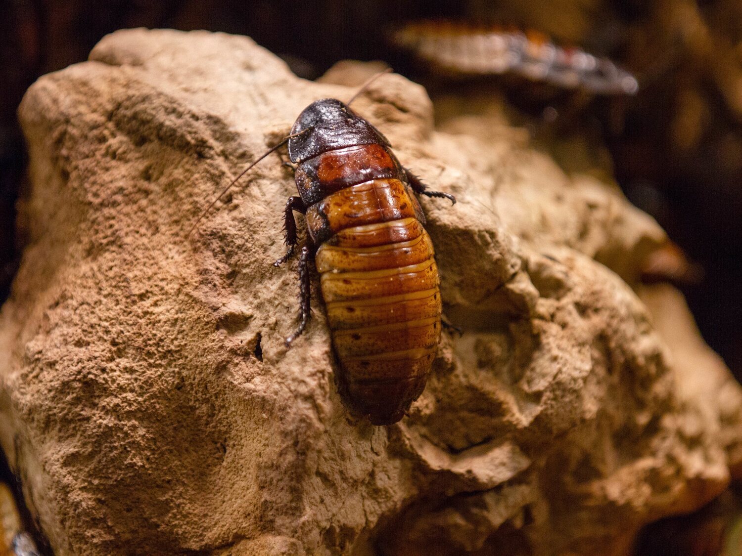 Acude al hospital con fuertes dolores y encuentran una cucaracha muerta en su vagina