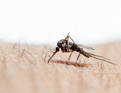 ¿Por qué los mosquitos pican más a unas personas que a otras? La respuesta podría estar en el jabón de ducha