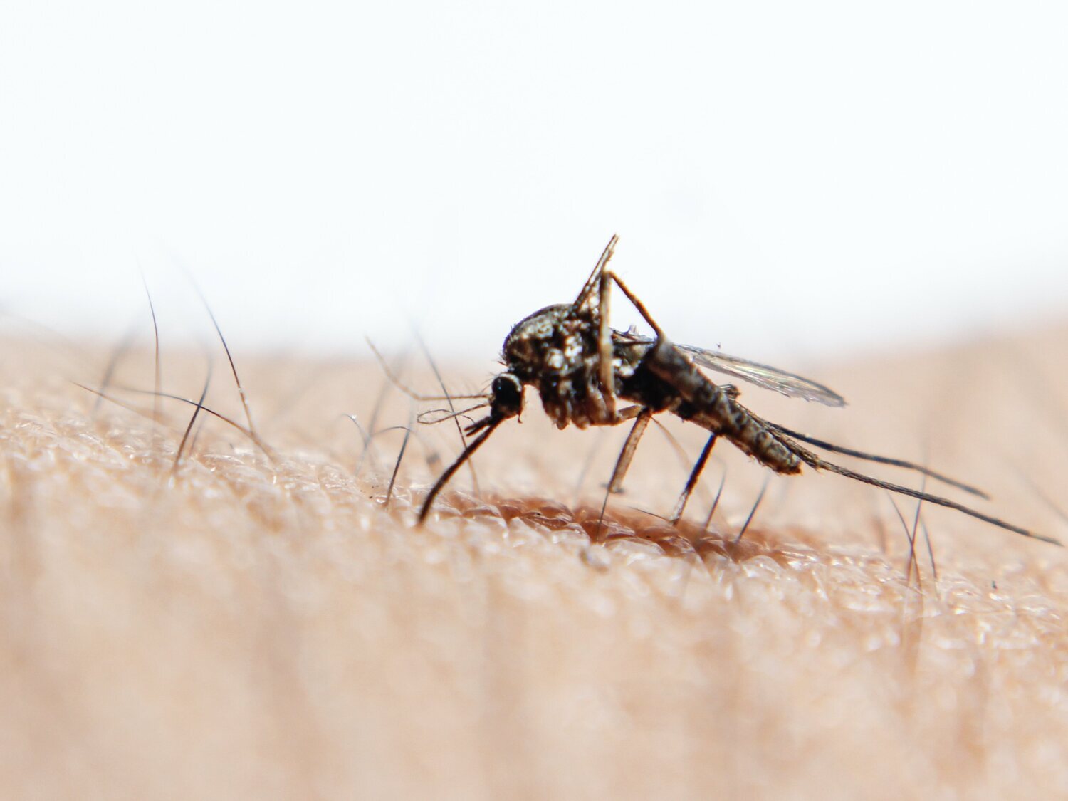 ¿Por qué los mosquitos pican más a unas personas que a otras? La respuesta podría estar en el jabón de ducha