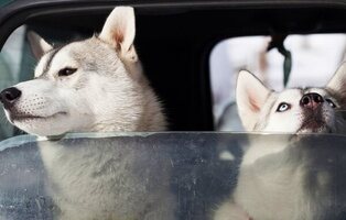 Un estudio revela que este es el perro más agresivo