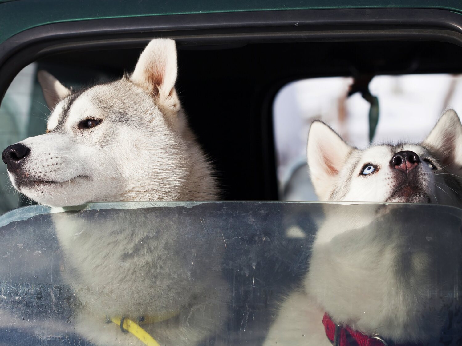 Un estudio revela que este es el perro más agresivo