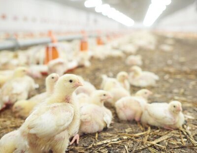 Una ONG denuncia maltratos en una granja avícola asociada al supermercado Lidl