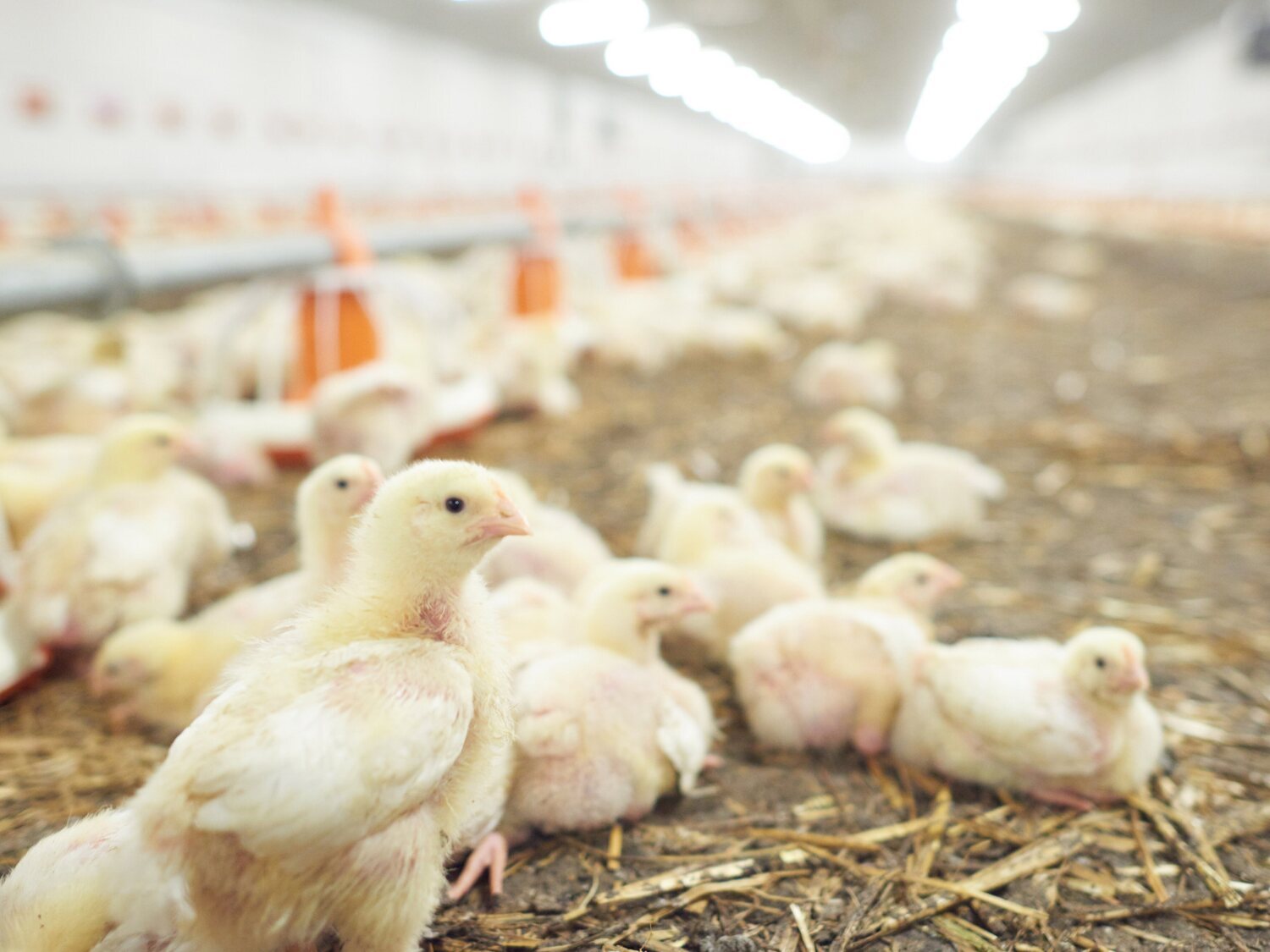 Una ONG denuncia maltratos en una granja avícola asociada al supermercado Lidl