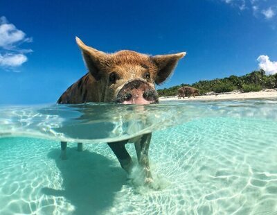 Pig Beach, la curiosa playa repleta de cerdos nadadores