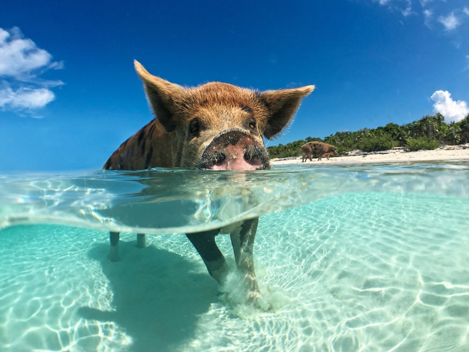 Pig Beach, la curiosa playa repleta de cerdos nadadores