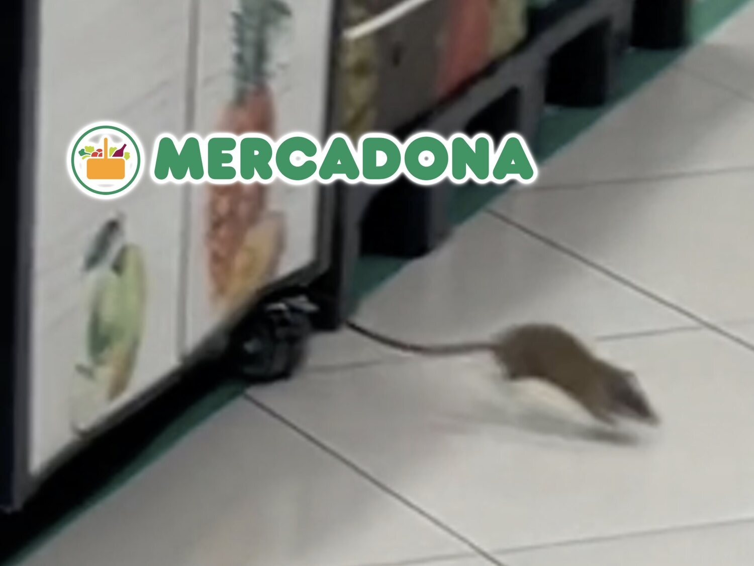 Graban a una rata gigante en mitad de un Mercadona