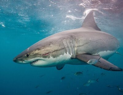 Las playas españolas que han registrado más avistamientos de tiburones