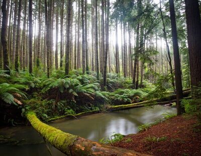 10 bosques espectaculares para resguardarse del calor en el norte de España