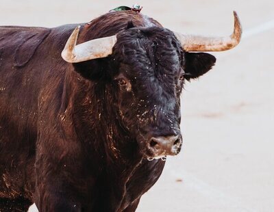 Un toro envaina una brutal cornada en el escroto a un turista holandés durante un encierro de San Fermín