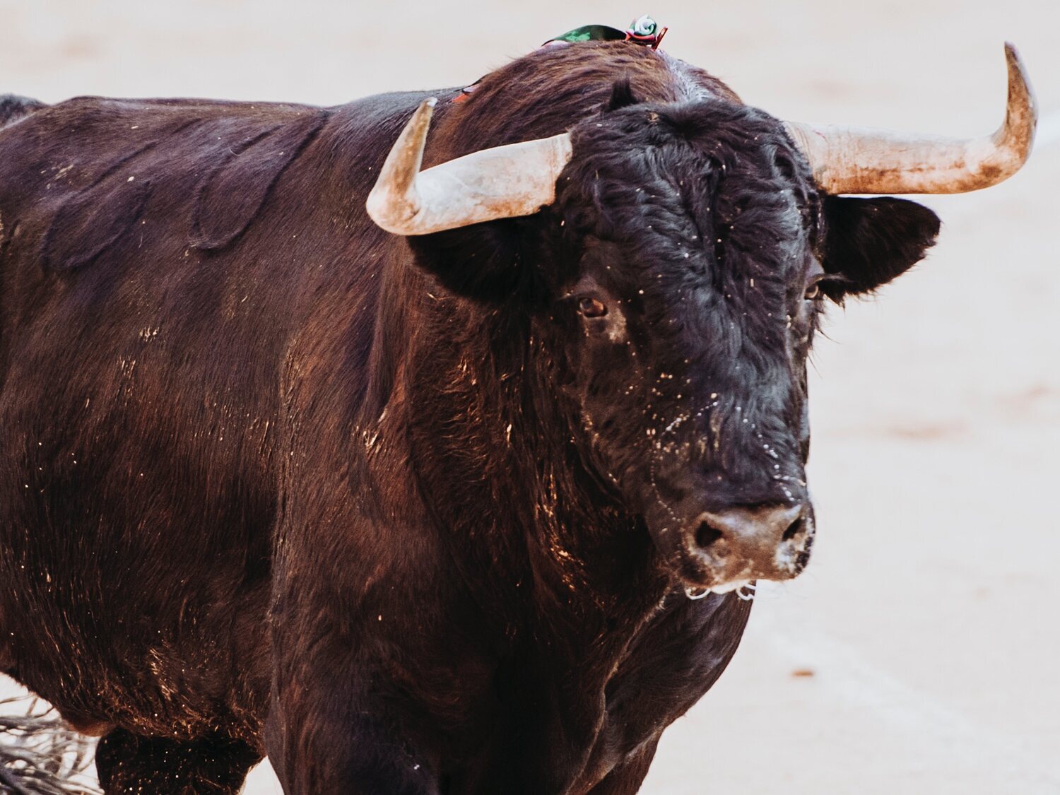Un toro envaina una brutal cornada en el escroto a un turista holandés durante un encierro de San Fermín