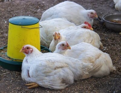 La OMS alerta sobre el riesgo de mutación en la gripe aviar tras los últimos brotes: qué implica