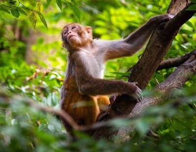 El comportamiento homosexual entre macacos es hereditario y está muy extendido, según un estudio