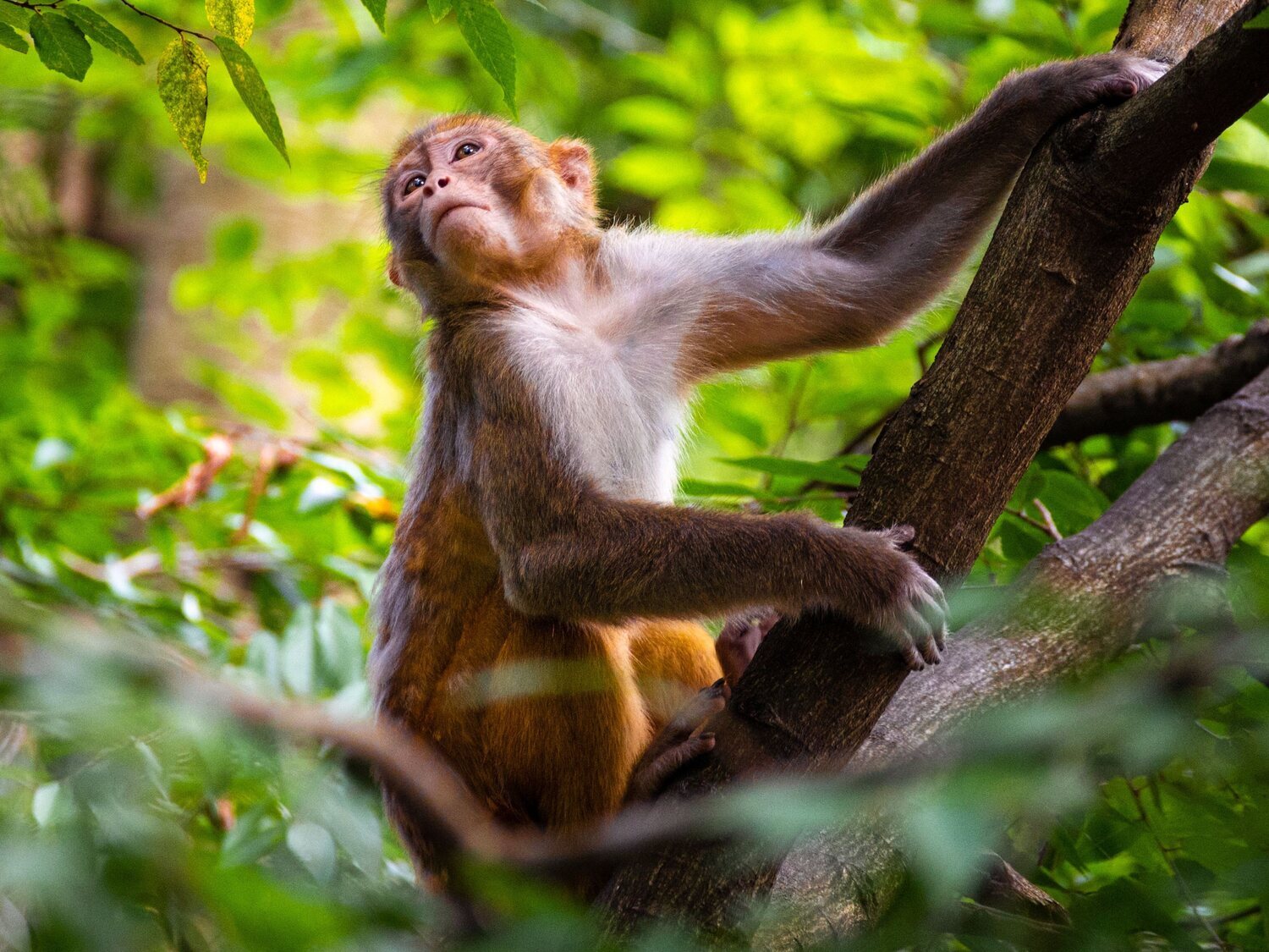 El comportamiento homosexual entre macacos es hereditario y está muy extendido, según un estudio