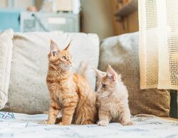 El mayor brote de gripe aviar en gatos registrado en el mundo alerta a la OMS