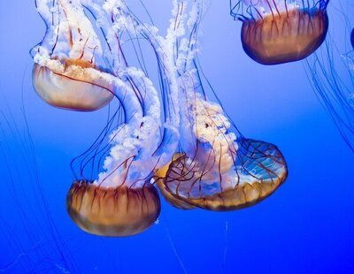 Qué hacer y qué no hacer si me pica una medusa