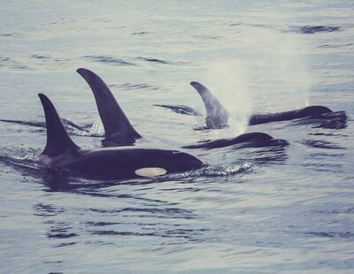 Orcas atacan otro barco que se encaminaba a la Copa del Rey de vela: "Metían mordiscos"