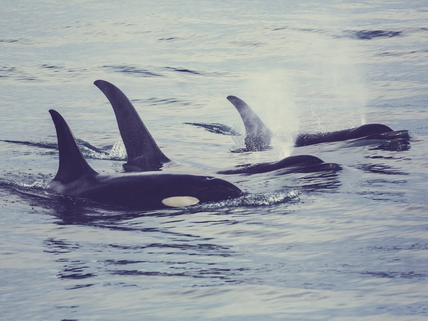 Orcas atacan otro barco que se encaminaba a la Copa del Rey de vela: "Metían mordiscos"