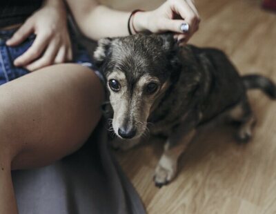 El truco que revela si hace demasiado calor para sacar a pasear a tu perro en verano