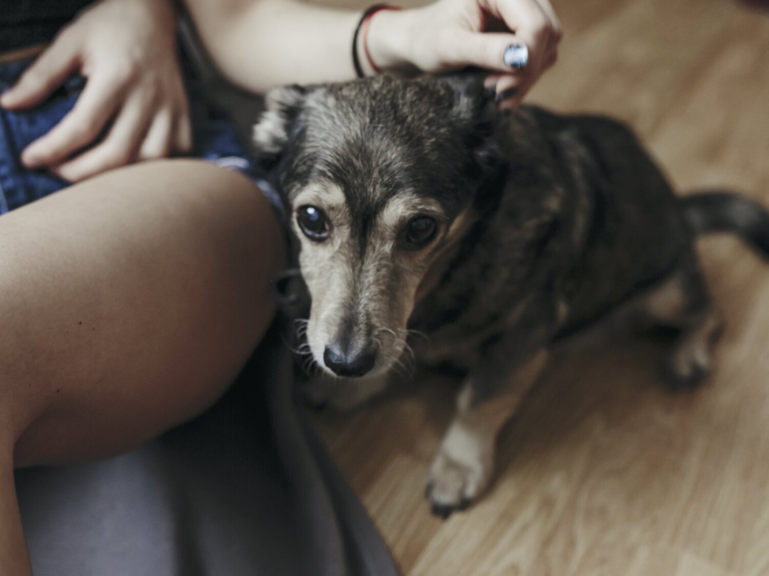 El truco que revela si hace demasiado calor para sacar a pasear a tu perro en verano