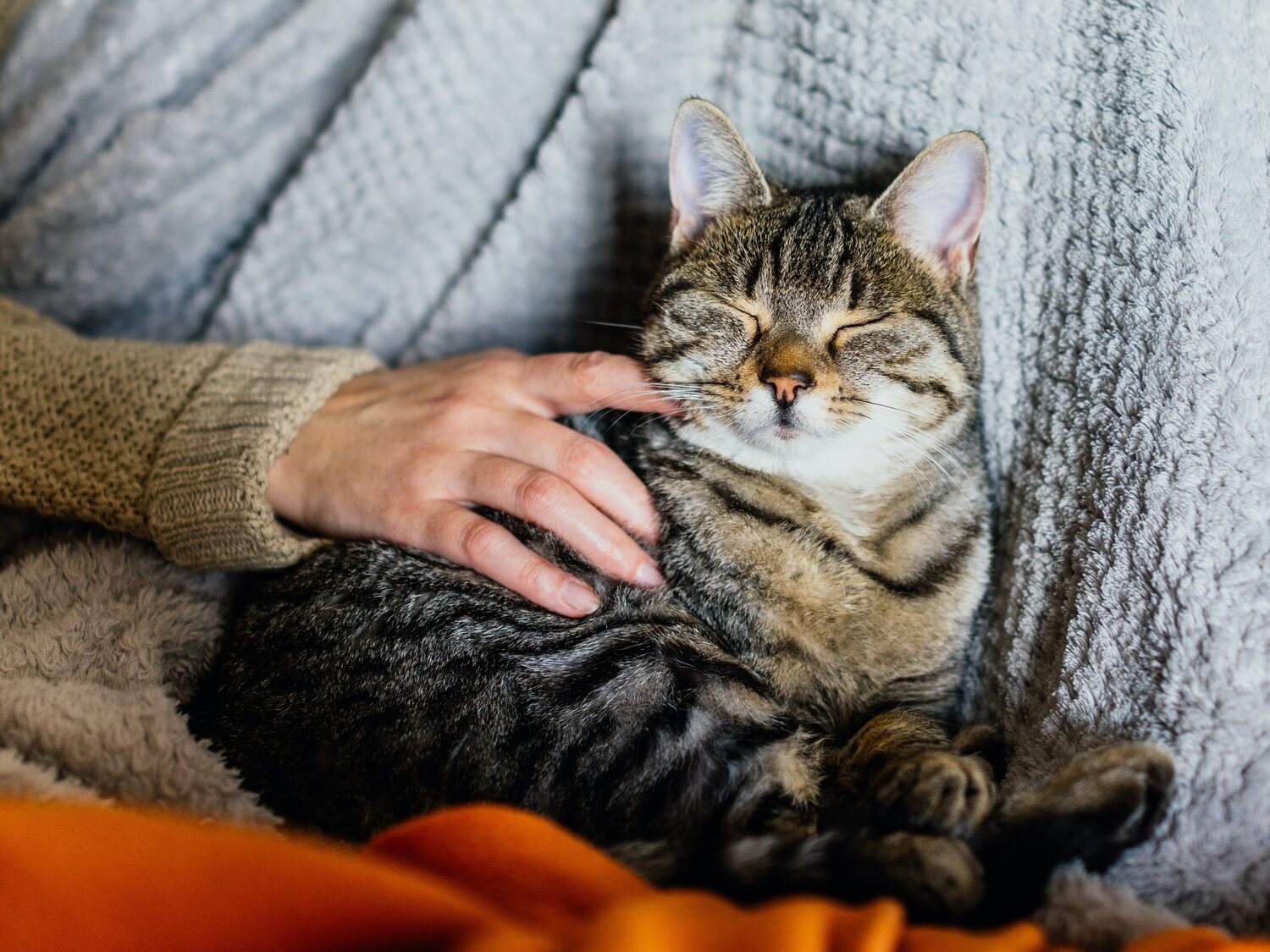 Esto es lo que realmente hacen los gatos cuando se preocupan por sus dueños