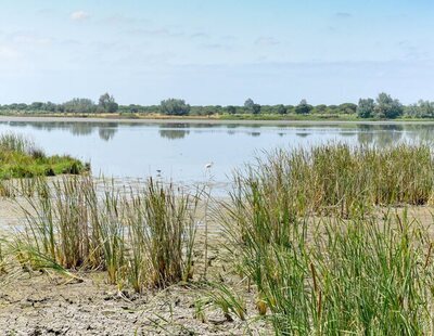 Doñana, cerca de punto de no retorno, se convertirá en una "charca maloliente"