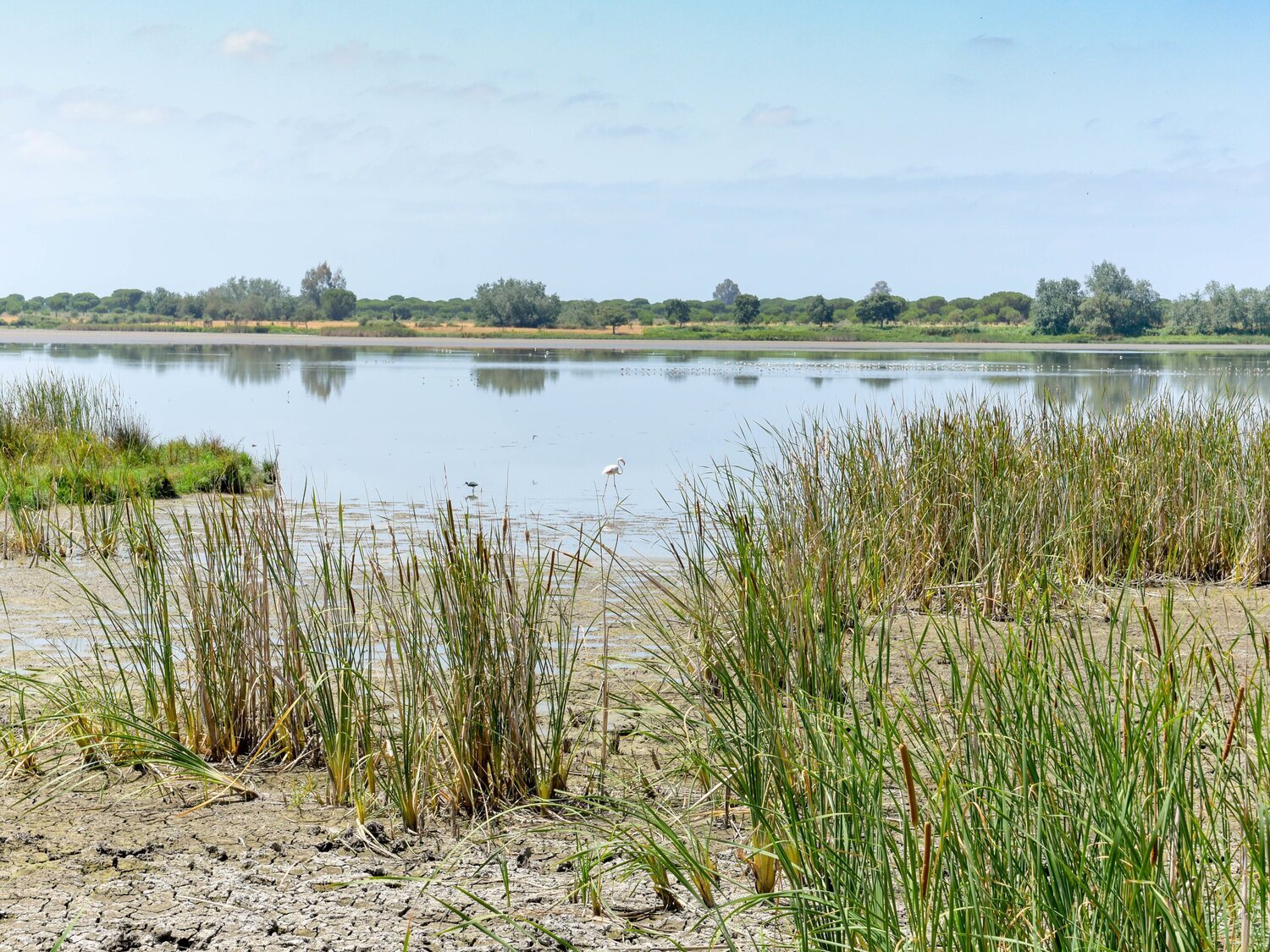 Doñana, cerca de punto de no retorno, se convertirá en una "charca maloliente"