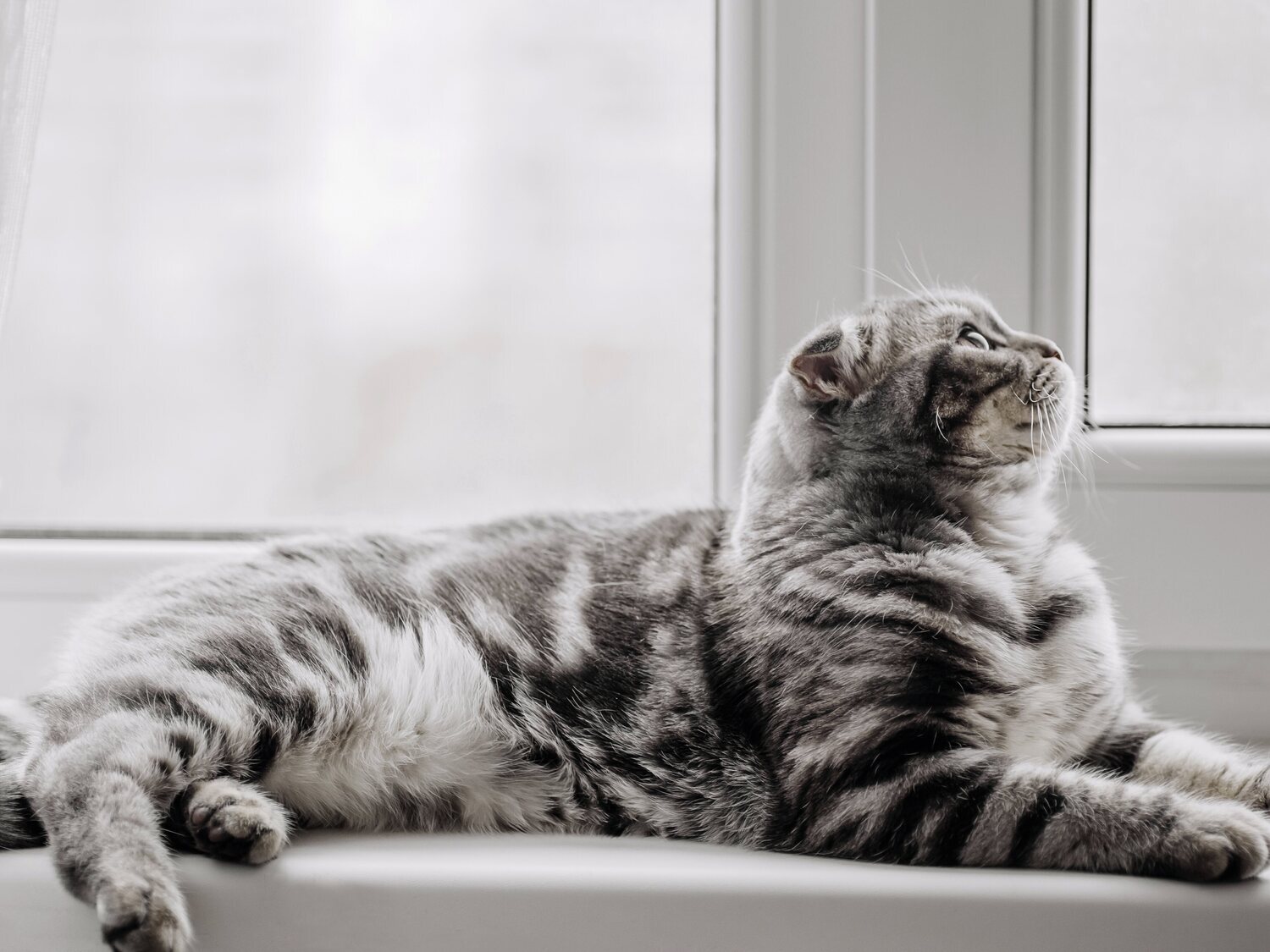 Las cuatro razas de gatos que un veterinario recomienda evitar en cualquier vivienda