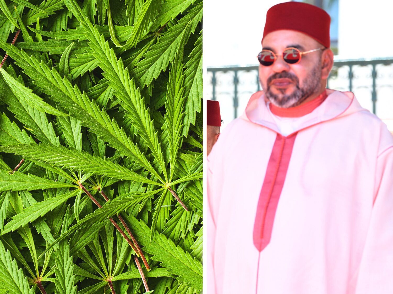 Marruecos se alía con Israel para cultivar, comercializar, exportar y organizar congresos de marihuana